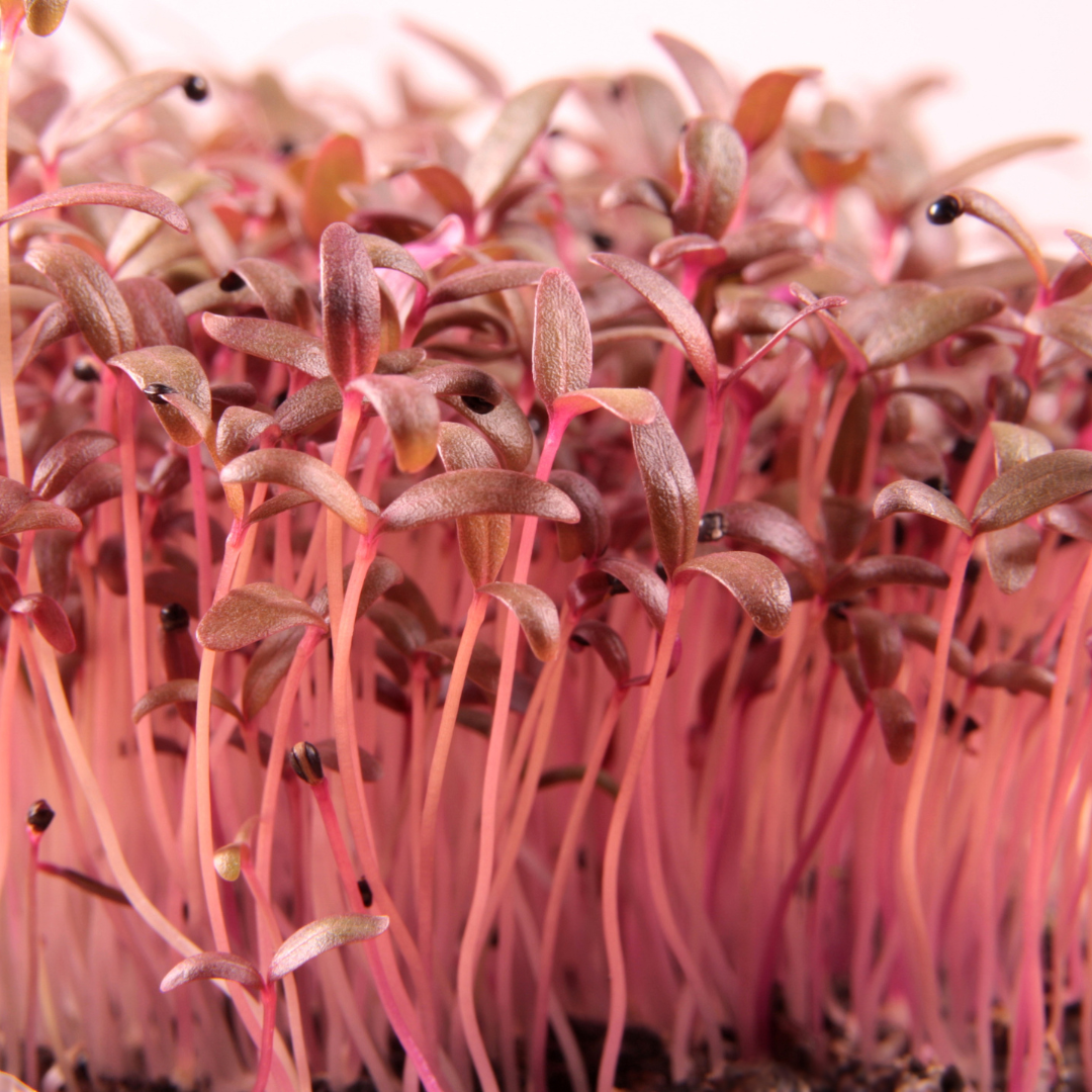 Ronga morisa (ৰঙা মৰিছা)